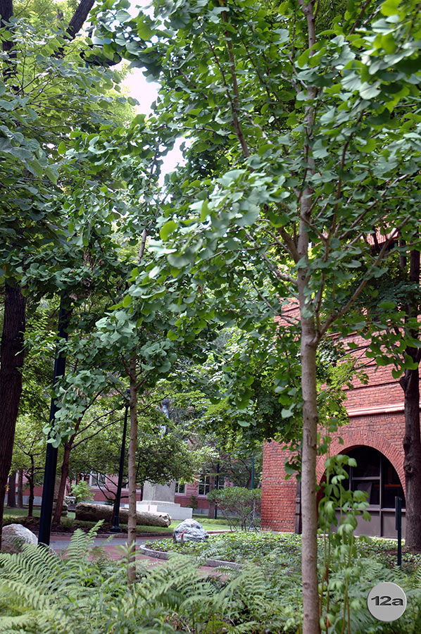 UPenn Geology Garden 12a