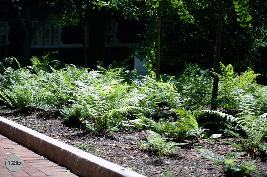 UPenn Geology Garden 12b