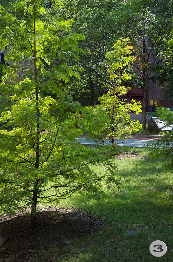 UPenn Geology Garden