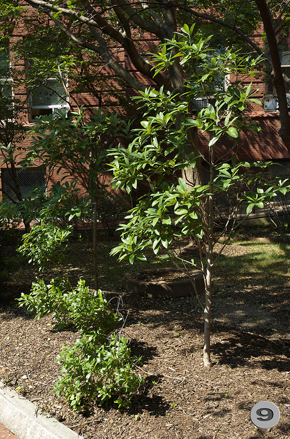 UPenn Geology Garden 9